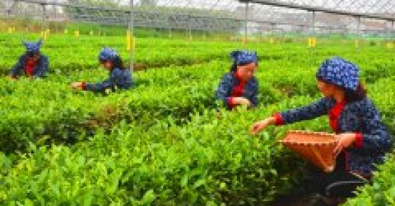 黃發(fā)集團(tuán)快速推進(jìn)落實(shí)瑯琊品牌升級工作